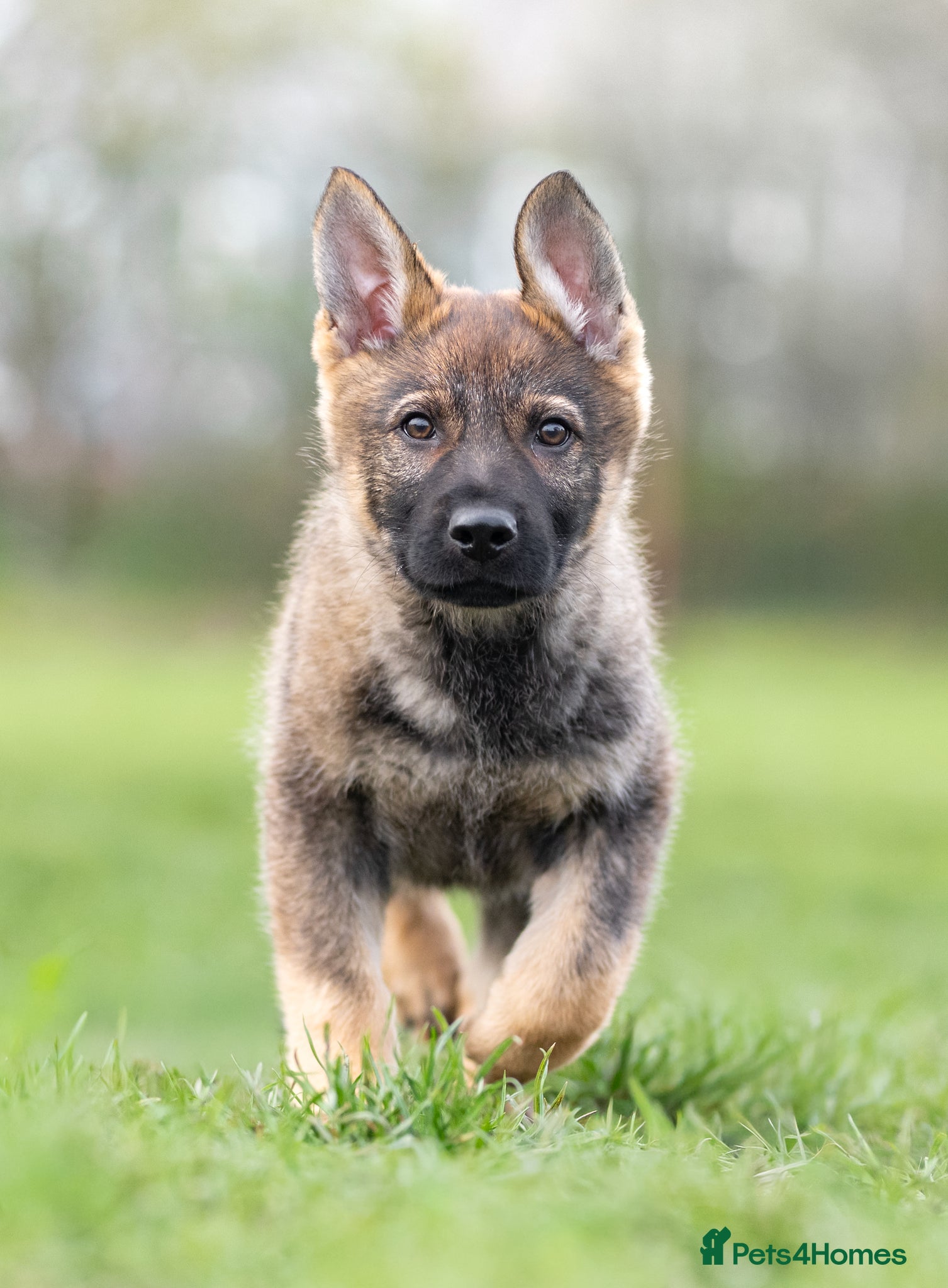 German Shepherd dogs 1st pick KC dog  - Advert 1