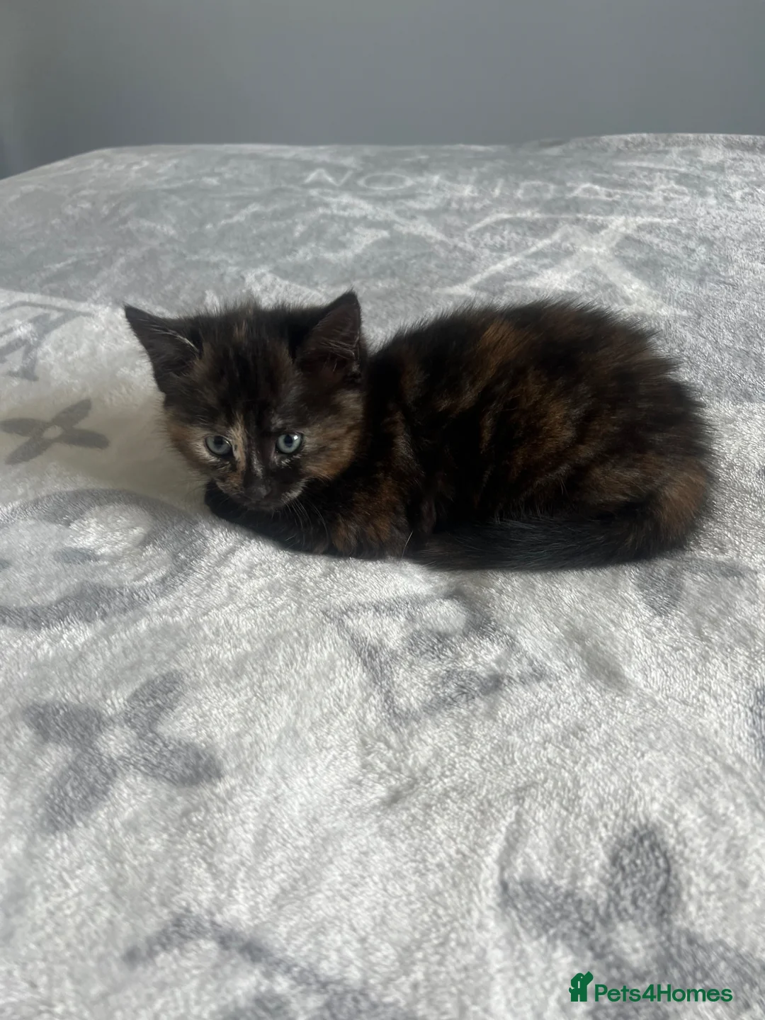 Siamese cats for sale: Beautiful siamese cross kitten  - Advert 2