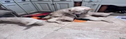 Golden Retriever dogs for sale: Golden retriever puppies - Advert 23