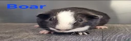 Guinea Pig rodents for sale: Beautiful Baby guinea pigs for sale  - Advert 9
