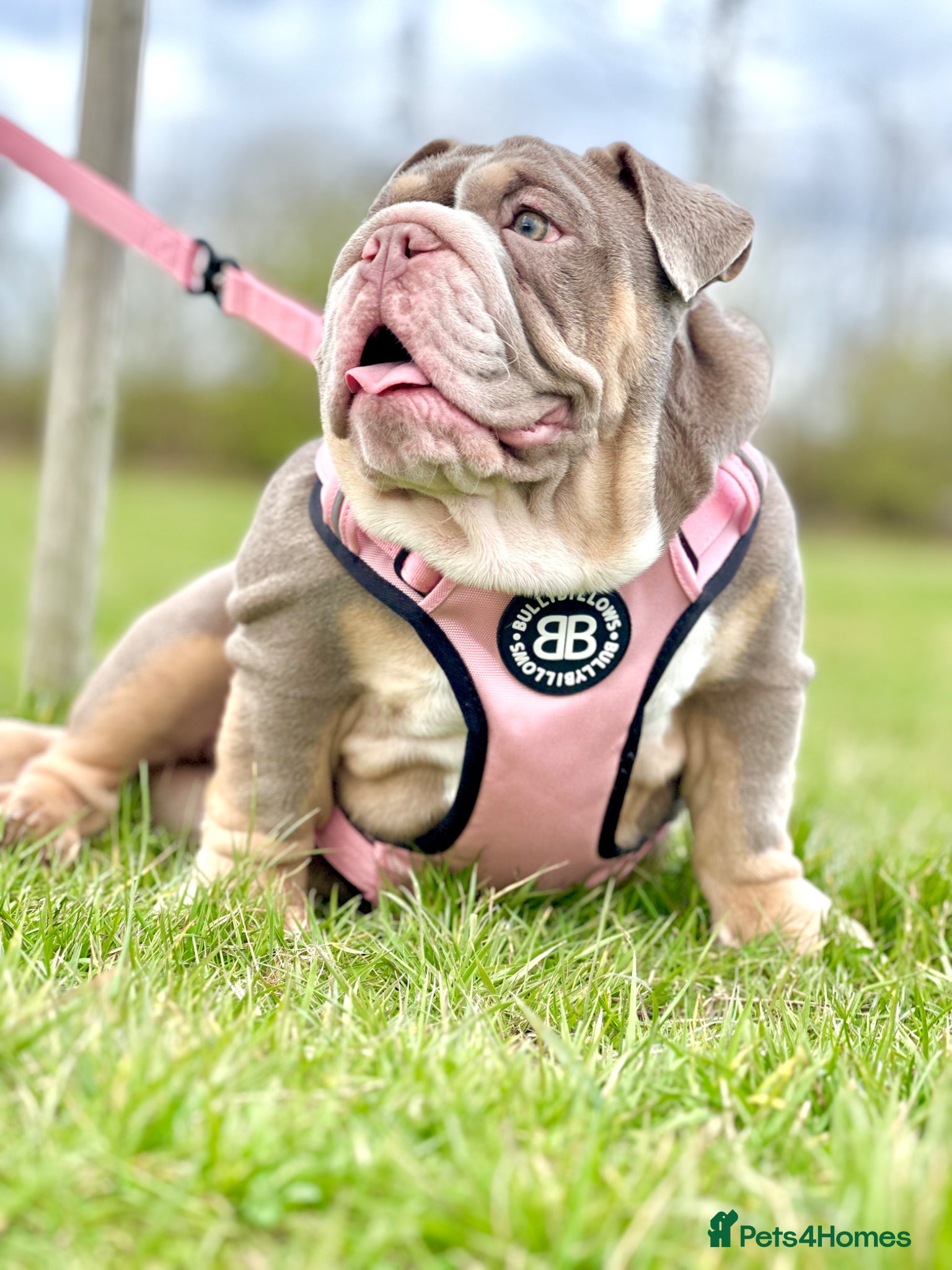 English Bulldog dogs for sale: 14 months old English Bulldog and 7 months old gir - Advert 13