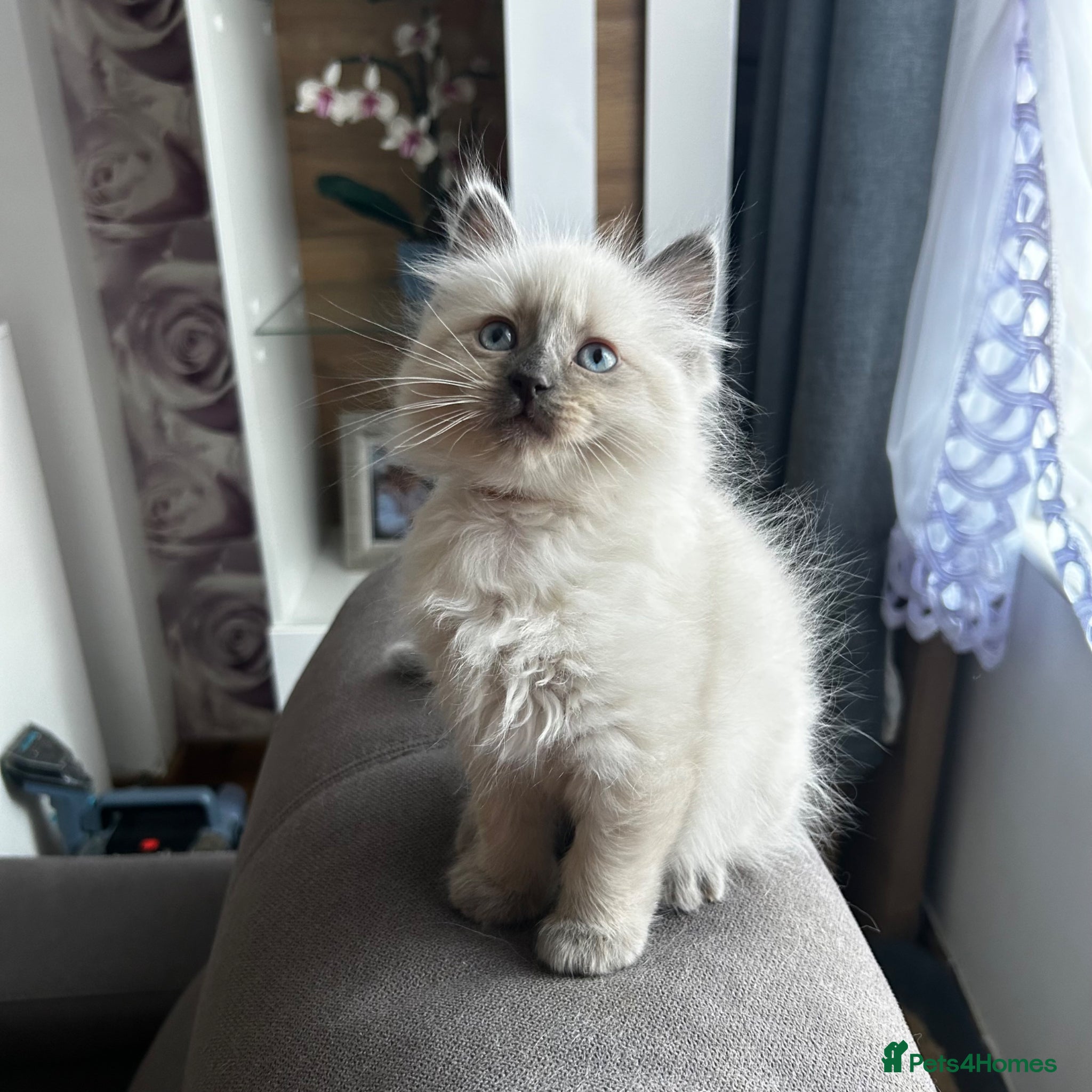 Ragdoll cats Beautiful Ragdoll kittens  - Advert 1
