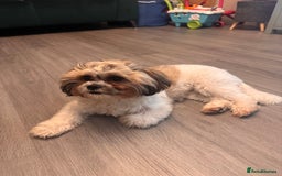 Zuchon dogs for sale: Bichon Frise ** hih Tzu girl, born on 8th Nov 2024 - Image 3