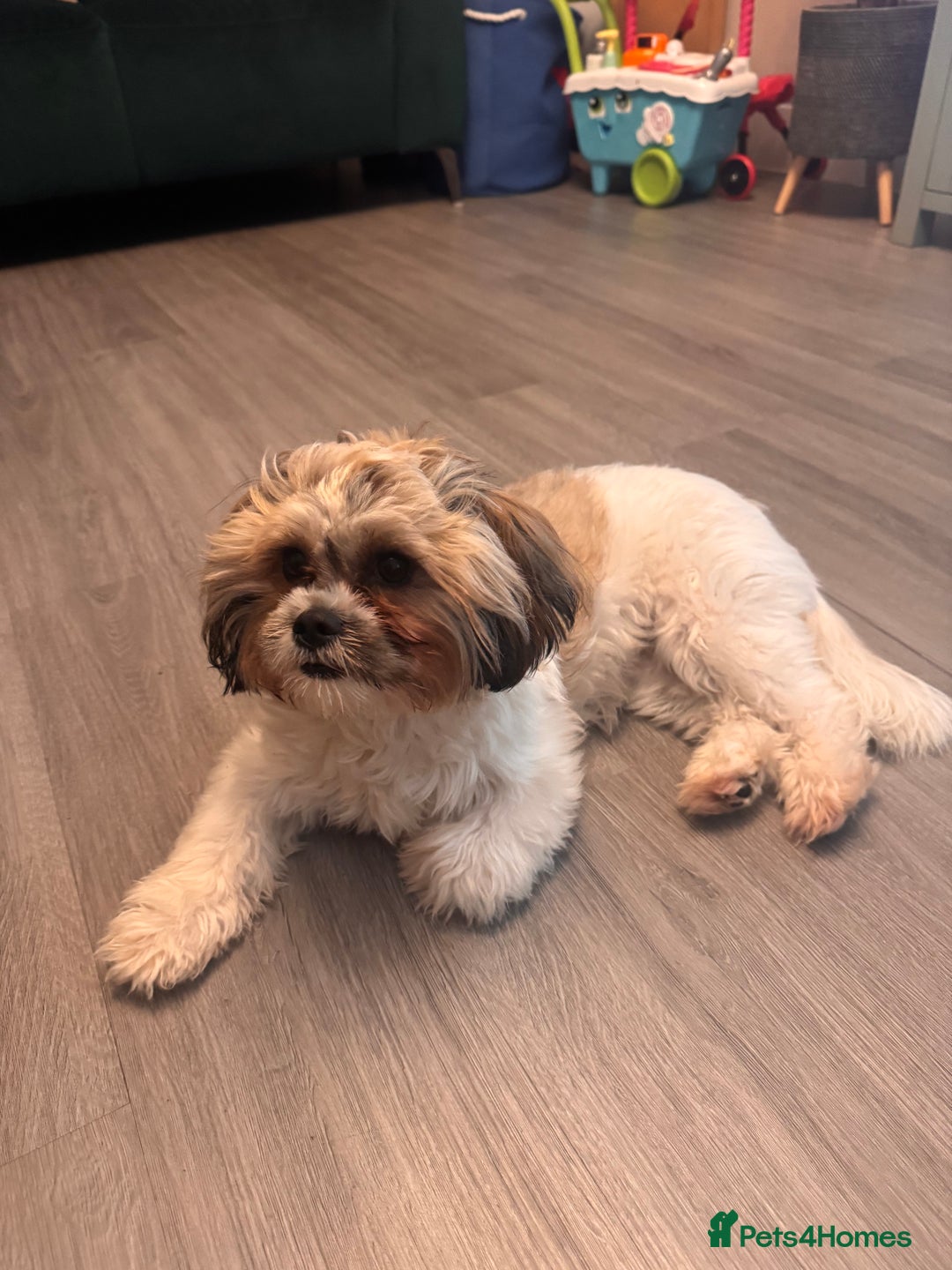 Zuchon dogs for sale: Bichon Frise ** hih Tzu girl, born on 8th Nov 2024 - Image 3