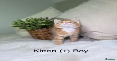 Mixed Breed cats - Advert 16