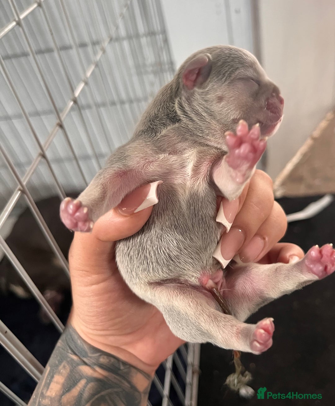 French Bulldog dogs for sale: 🐶🥰FRENCHIE PUPS FOR SALE😍🐶 - Image 3