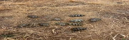 Tortoise reptiles for sale: Uk Bred Hermann tortoises - Advert 3