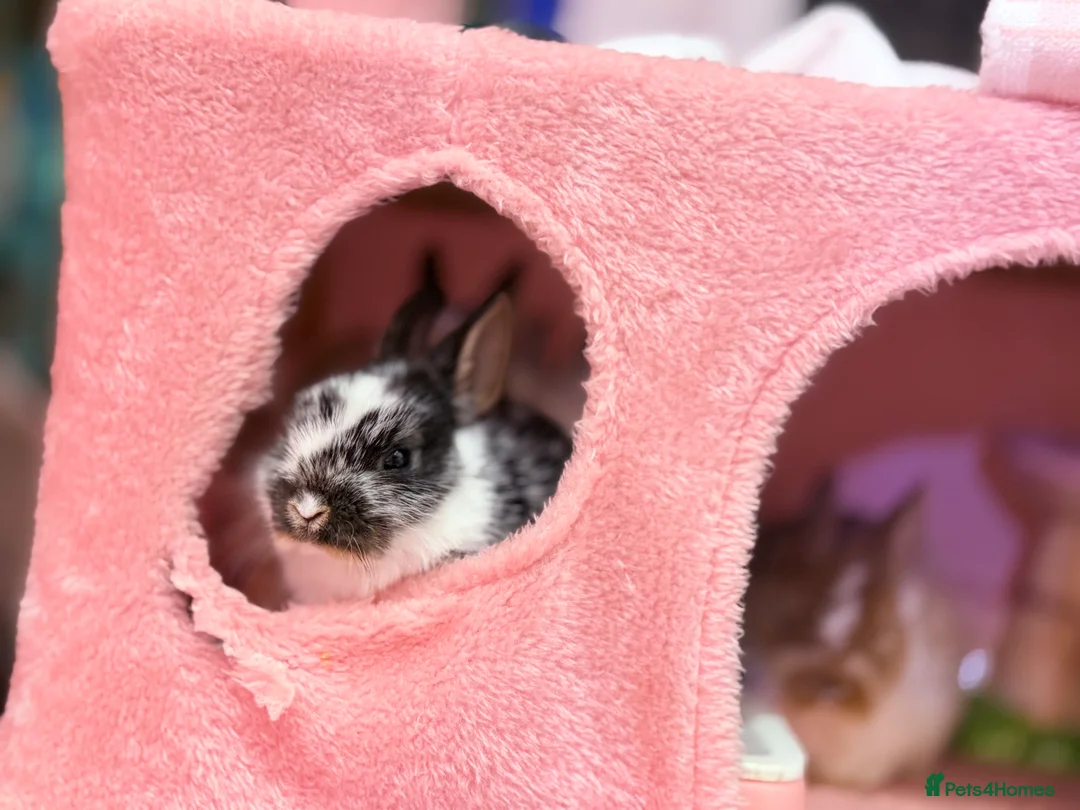 Netherland Dwarf rabbits for sale: Young Netherland dwarf Urgent need of rehoming  - Advert 18