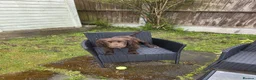Cocker Spaniel dogs for sale: Liver/choc working cocker spaniel 1500 ONO - Advert 2