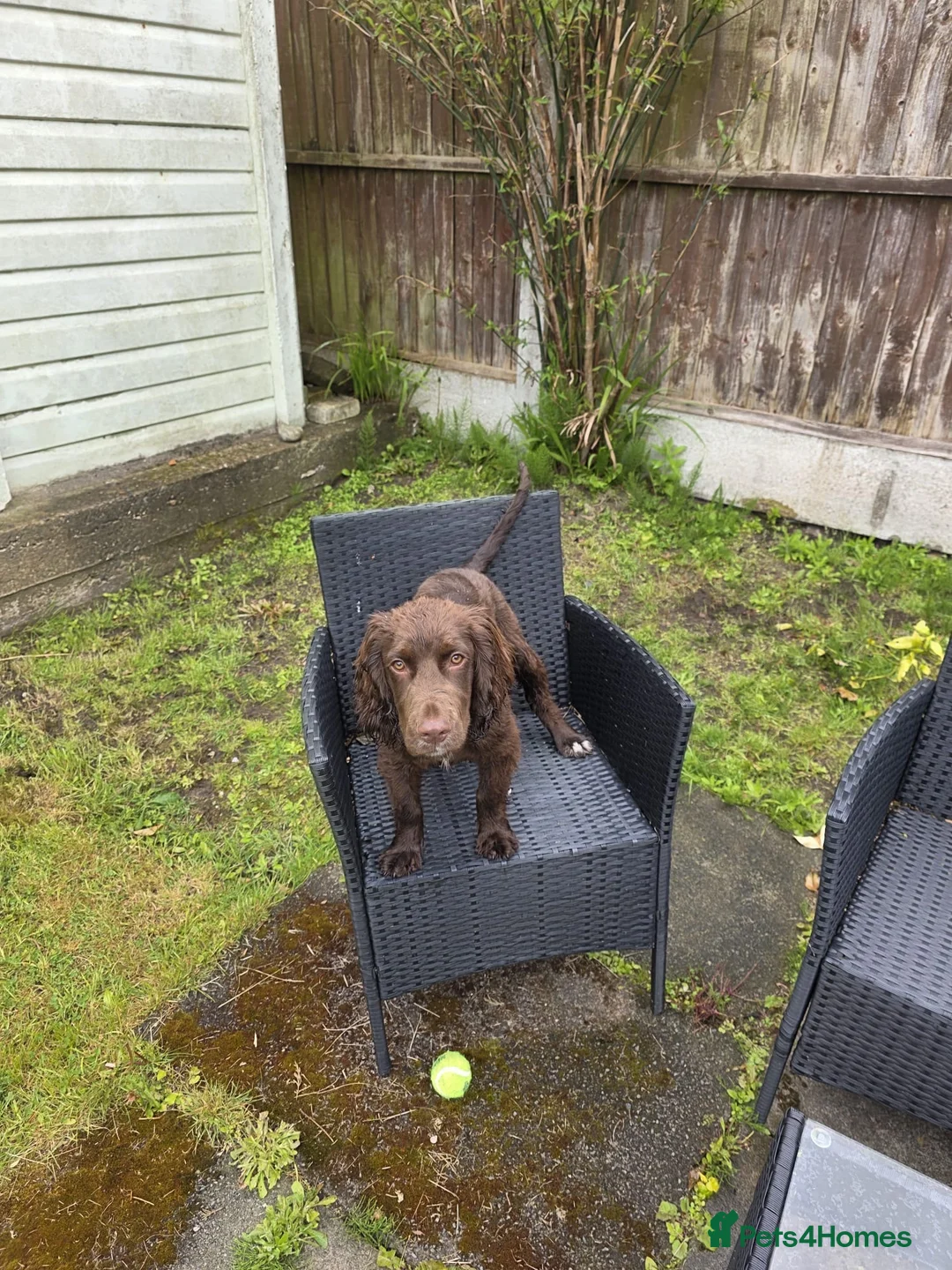 Cocker Spaniel dogs for sale: Liver/choc working cocker spaniel 1500 ONO - Advert 2