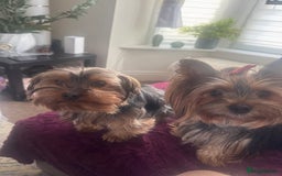 Yorkshire Terrier dogs for sale: YORKSHIRE TERRIER 2 BOYS  - Image 13
