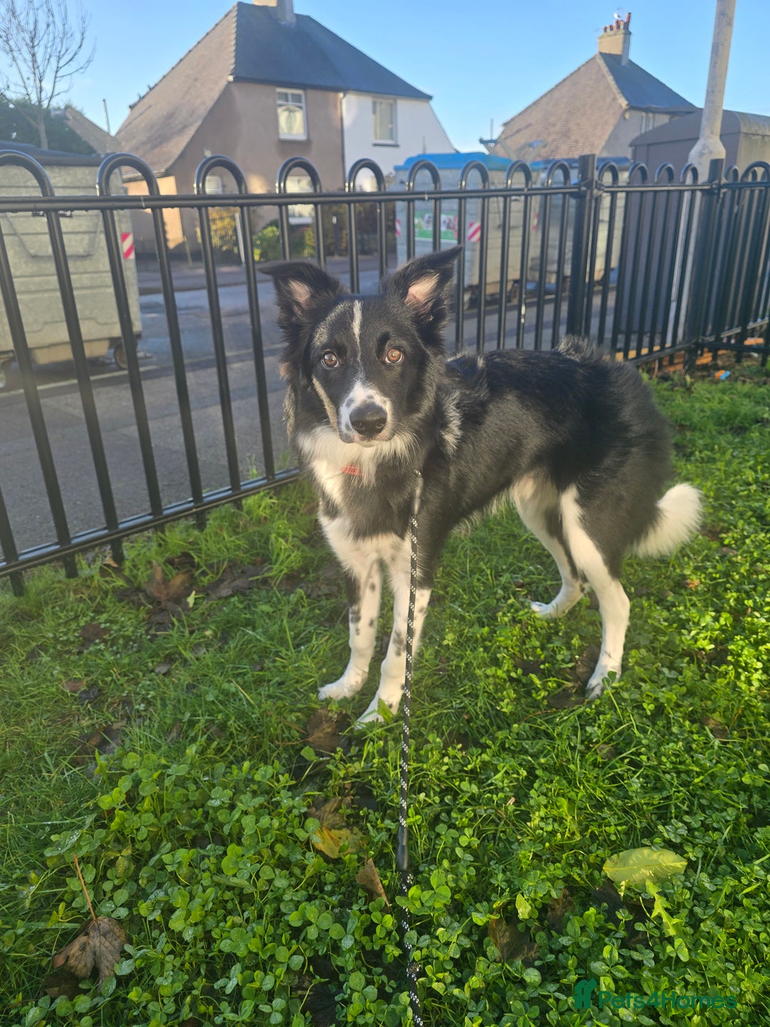 Border Collie dogs for sale: 7/8 months male border collie  - Advert 1