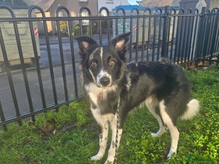 Border Collie dogs 7/8 months male border collie - Advert 1