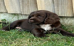 Cocker Spaniel dogs for sale: Last little princess 😢 - Image 2