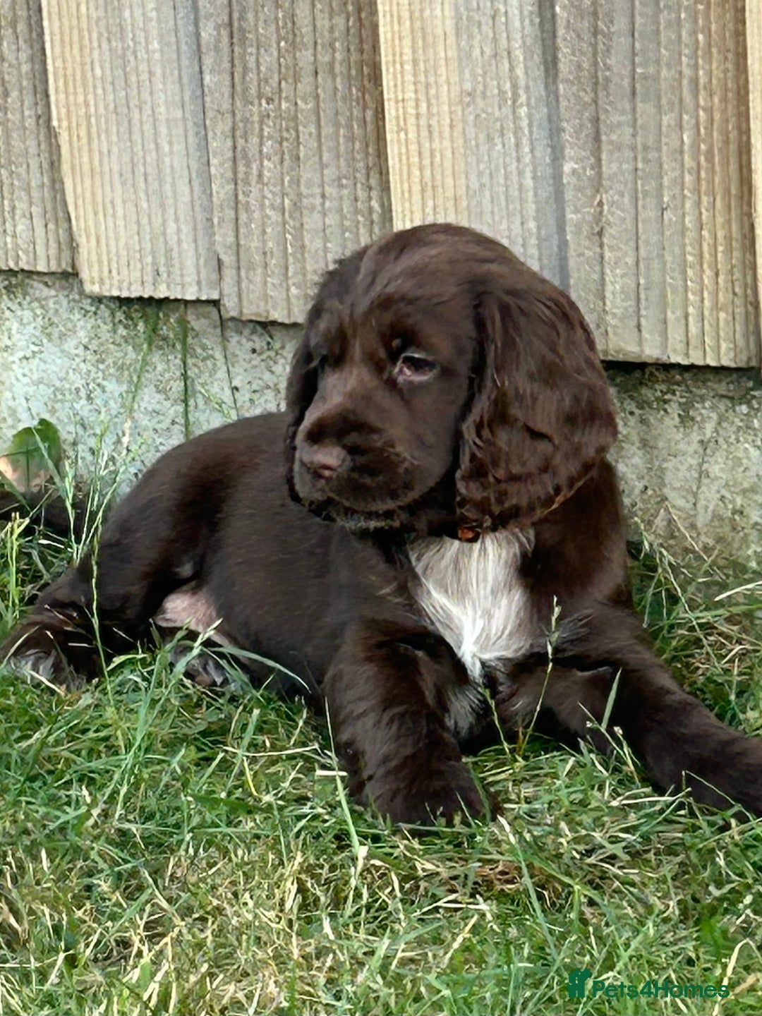 Cocker Spaniel dogs for sale: Last little princess 😢 - Image 2
