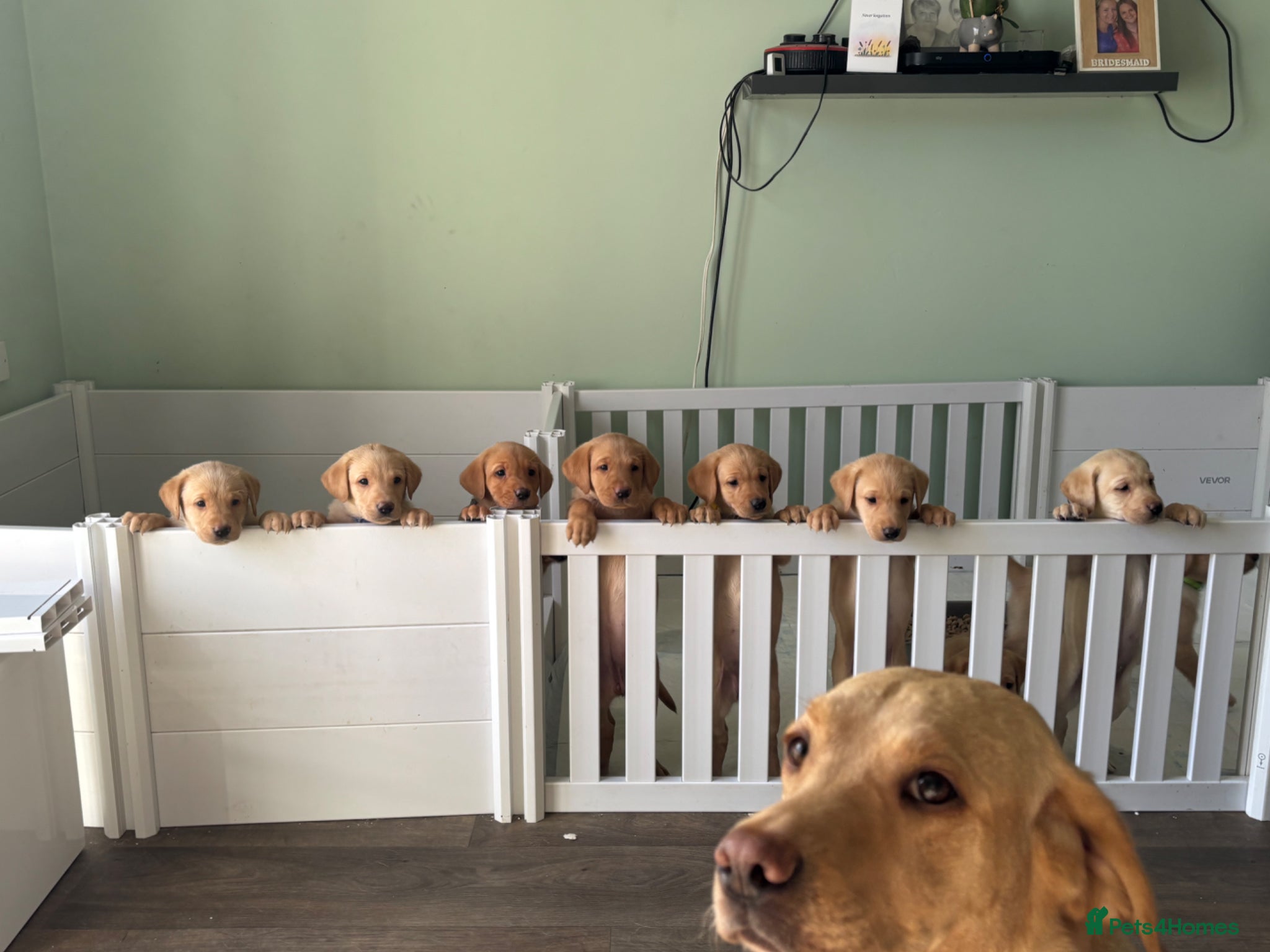 Labrador Retriever dogs Labradors - Advert 16