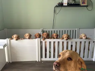 Labrador Retriever dogs Labradors - Advert 16