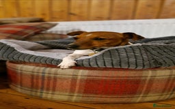 Jack Russell dogs for sale: Traditional Jack Russell Pups DNA Health Tested  - Image 23