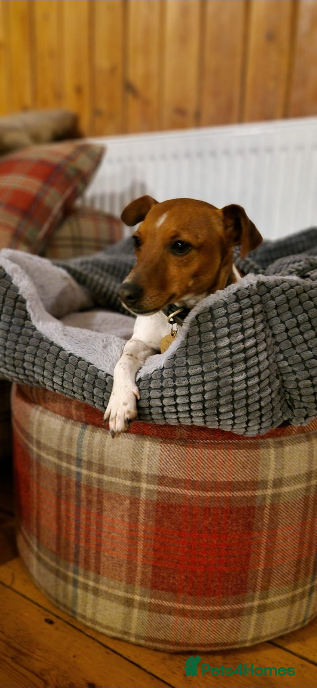 Jack Russell dogs for sale: Traditional Jack Russell Pups DNA Health Tested  - Image 23