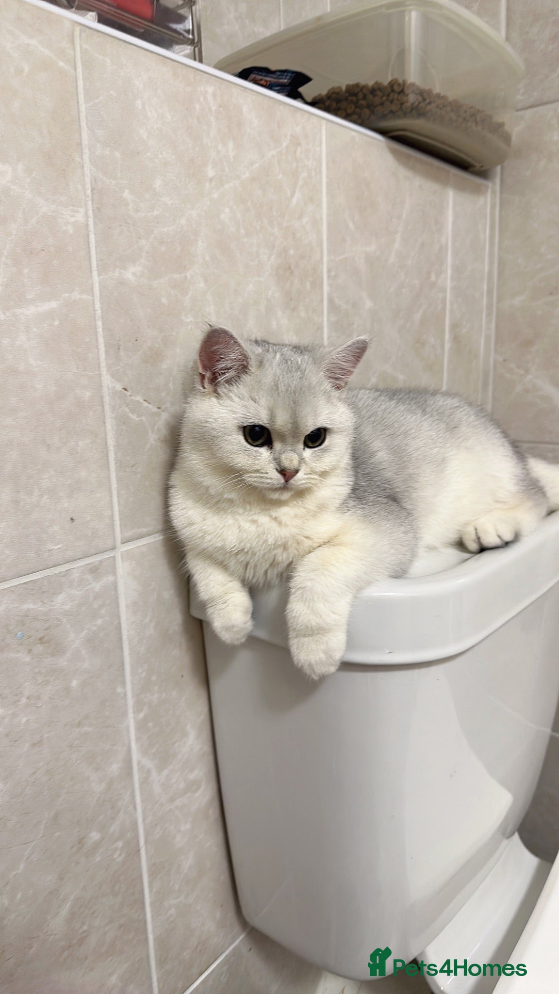 British Shorthair cats for sale: British shorthair  - Advert 1