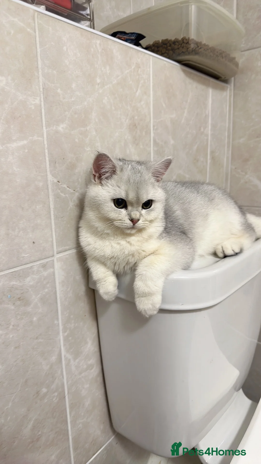 British Shorthair cats for sale: British shorthair  - Advert 1
