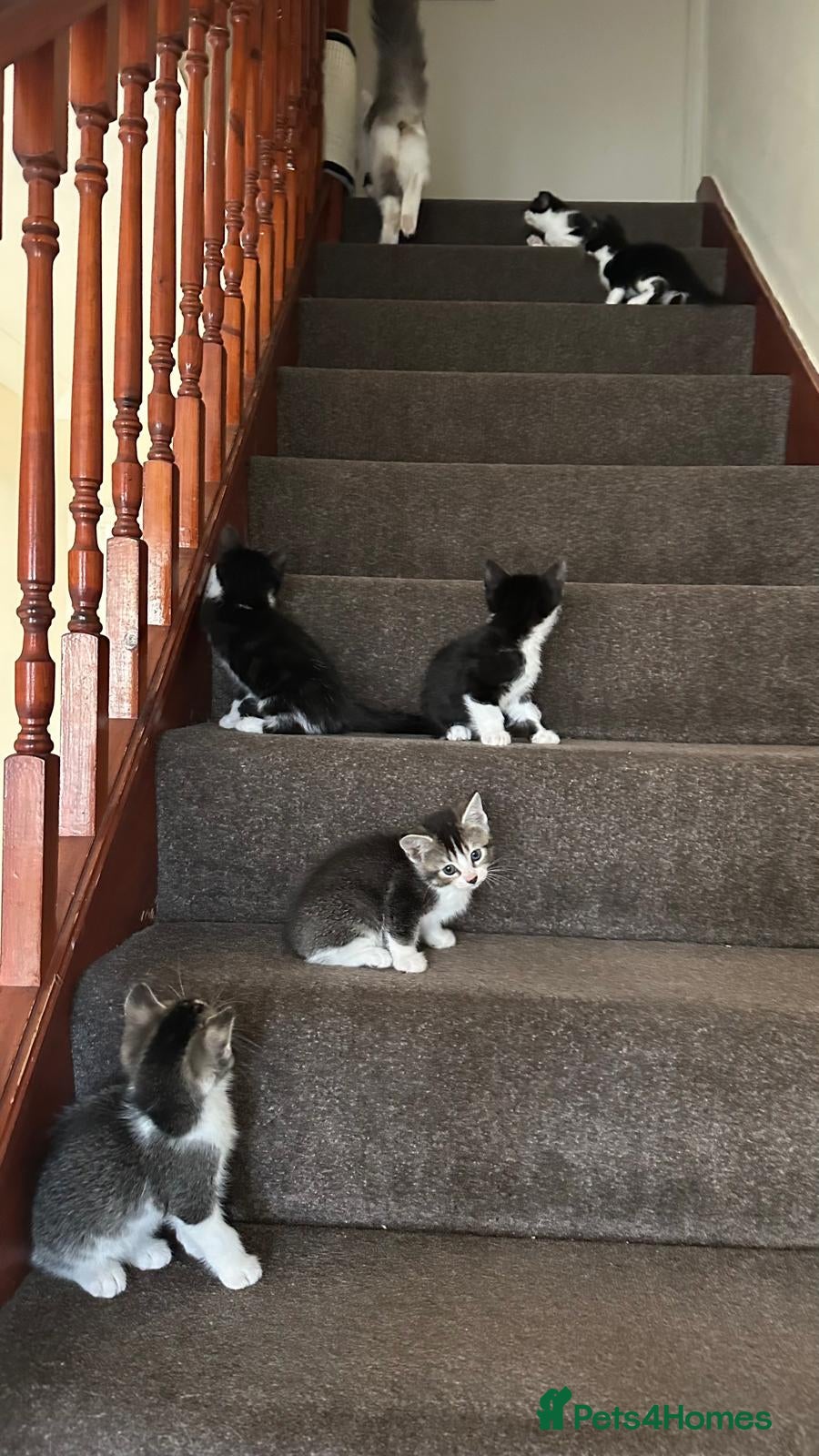 Ragdoll cats Ready now kitten- Ragdoll/British shorthair  - Advert 2