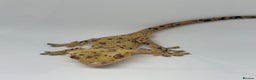 Gecko reptiles for sale: Crested Geckos (can provide full setup) - Advert 5
