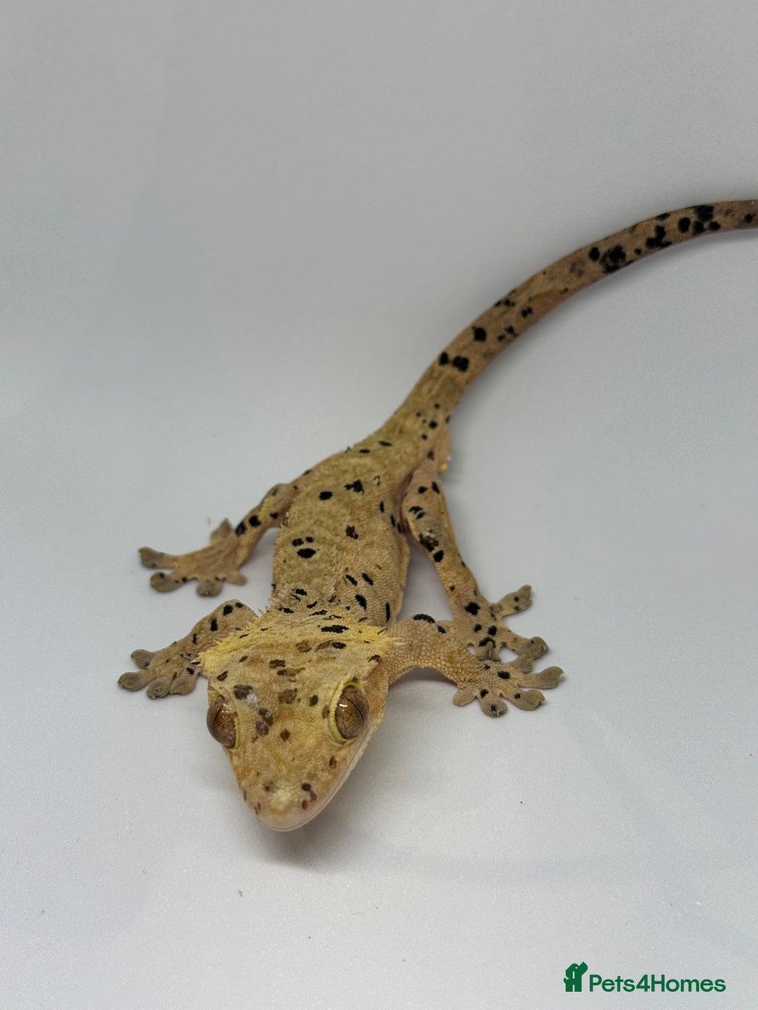 Gecko reptiles for sale: Crested Geckos (can provide full setup) - Advert 5