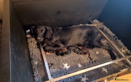Flat coated Retriever dogs for sale: Beautiful litter of Flat Coated Retrievers - Image 1