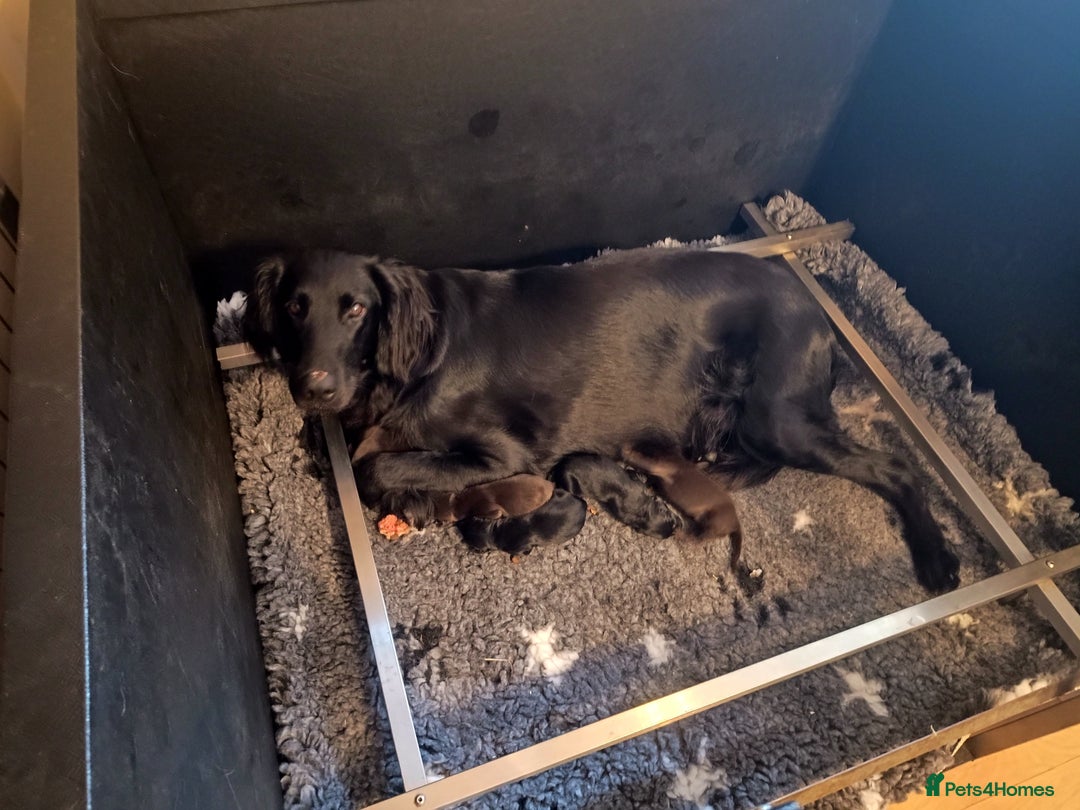 Flat coated Retriever dogs for sale: Beautiful litter of Flat Coated Retrievers - Image 1