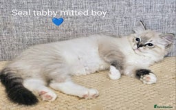 Ragdoll cats for sale: Stunning registered seal tabby ragdoll GC lines - Image 1