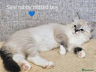 Ragdoll cats - Advert 28