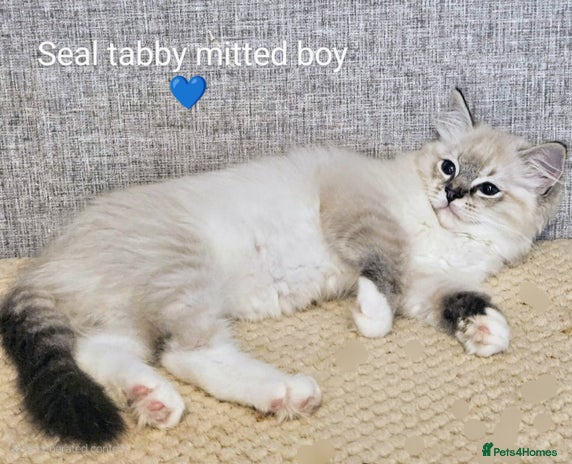 Ragdoll cats - Advert 5