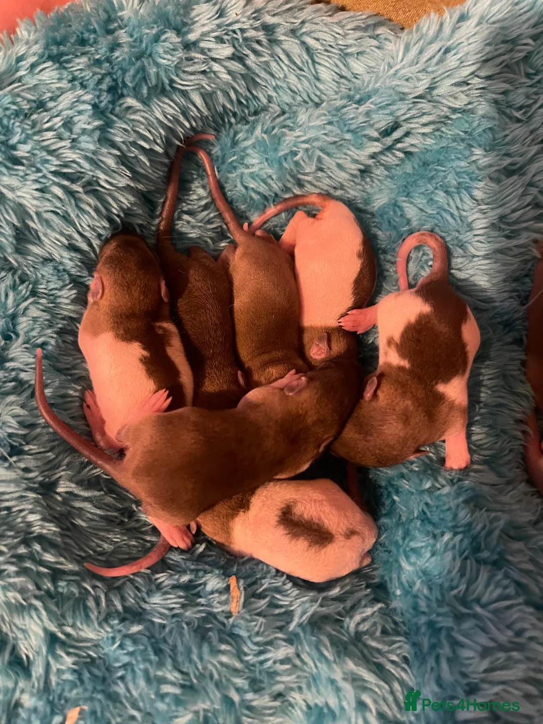 Rat rodents for sale: Baby rats looking for 5*homes only  - Advert 27