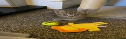 American Shorthair cats for sale: 7 beautiful kittens looking for forever homes  - Advert 2