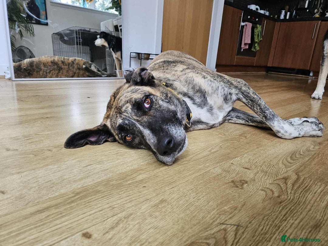 Mixed Breed dogs for adoption: Keira A gentle giant with a goofy grin needs home  - Image 3