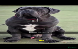 Cane Corso dogs for sale: Cerberus champion bloodline cane corso - Image 7