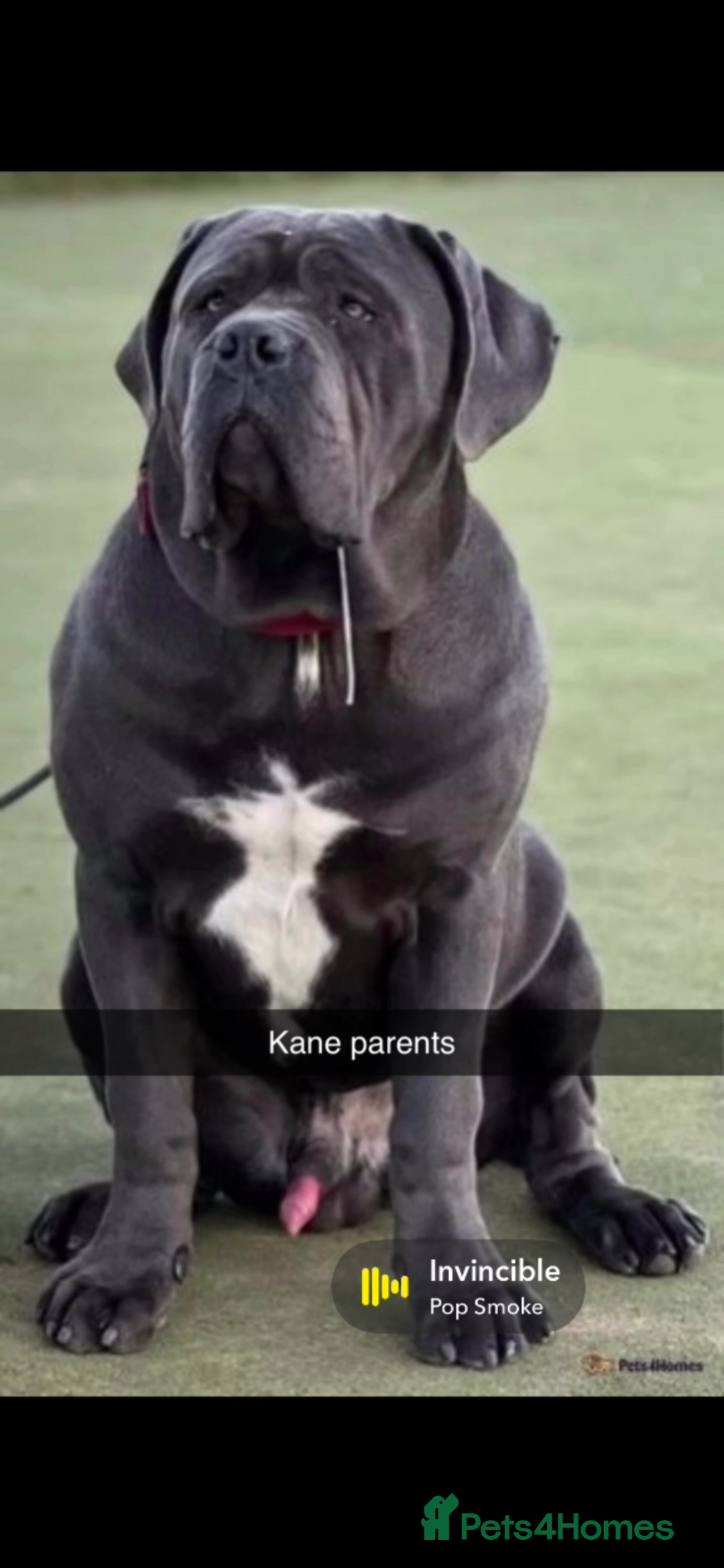 Cane Corso dogs for sale: Cerberus champion bloodline cane corso - Image 7