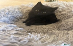 Mixed Breed cats for sale: Adorable kittens ready to go - Image 5