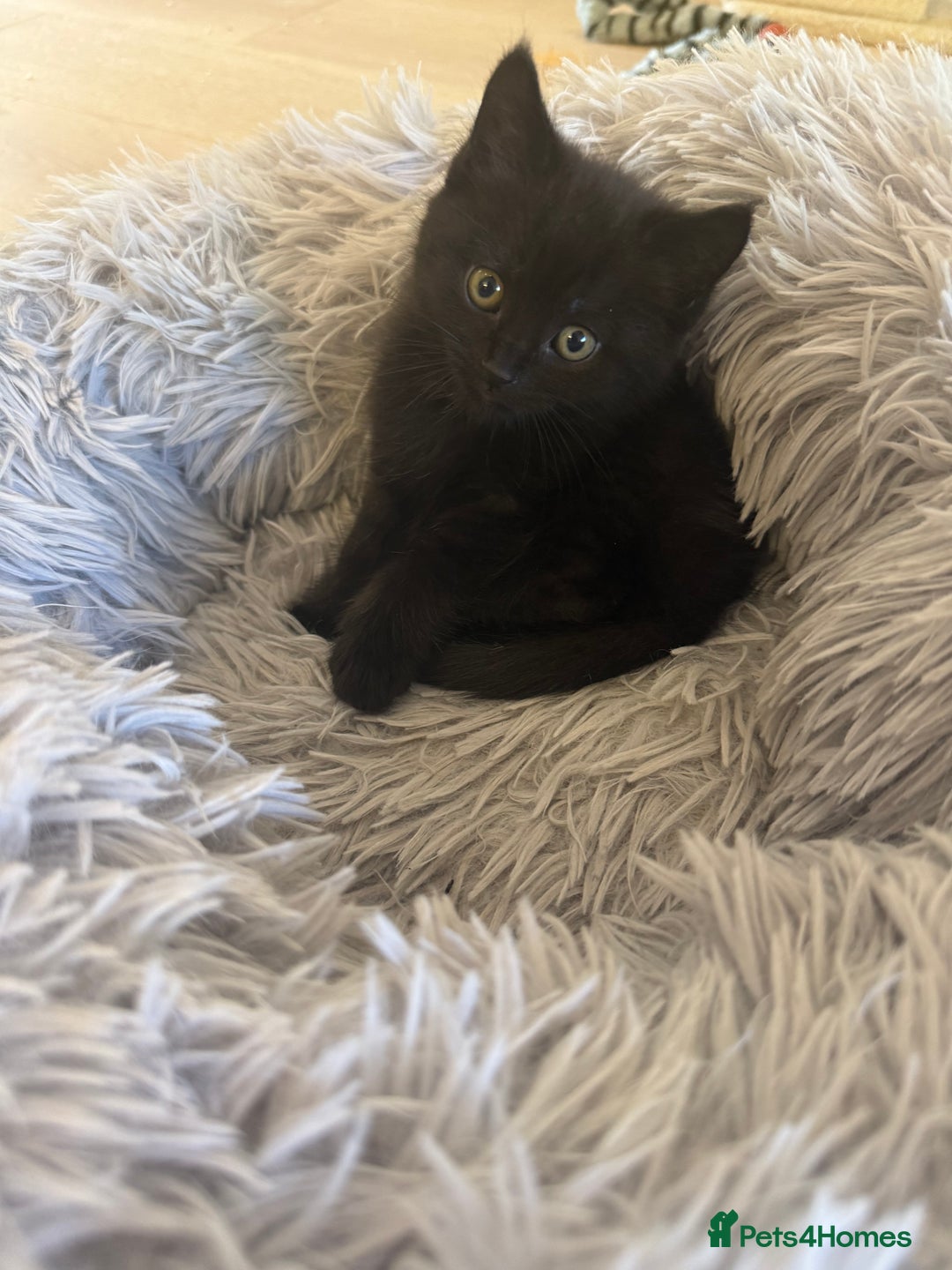 Mixed Breed cats for sale: Adorable kittens ready to go - Image 5