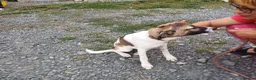 Mixed Breed dogs for adoption: 💔 GISELLE - A Lovely Girl for a Loving HOME ❤️ in Nottingham - Advert 25