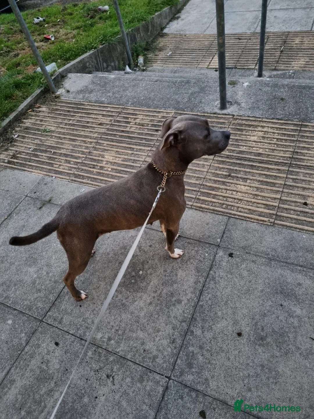 Staffordshire Bull Terrier dogs for sale: Staffy puppy for sale - Advert 16