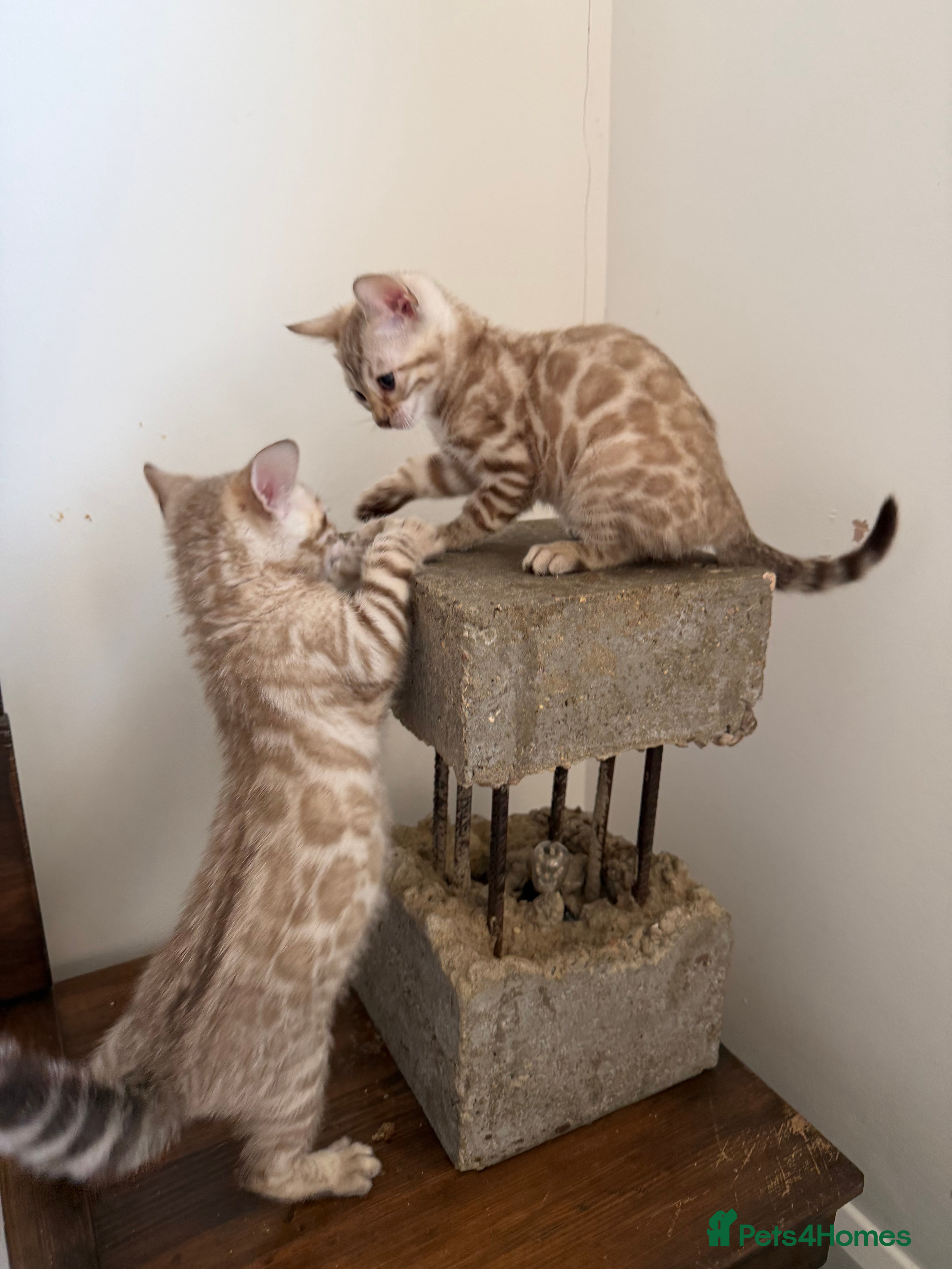 Bengal cats Adorable Albino Bengal Kittens, TICA/Pedigree🏆 - Advert 6