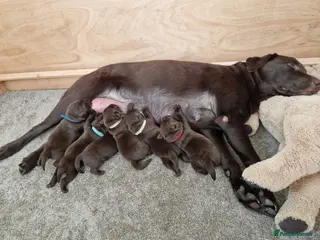 Labrador Retriever dogs Exclusive Canadian Bloodline Chocolate labrador - Advert 18