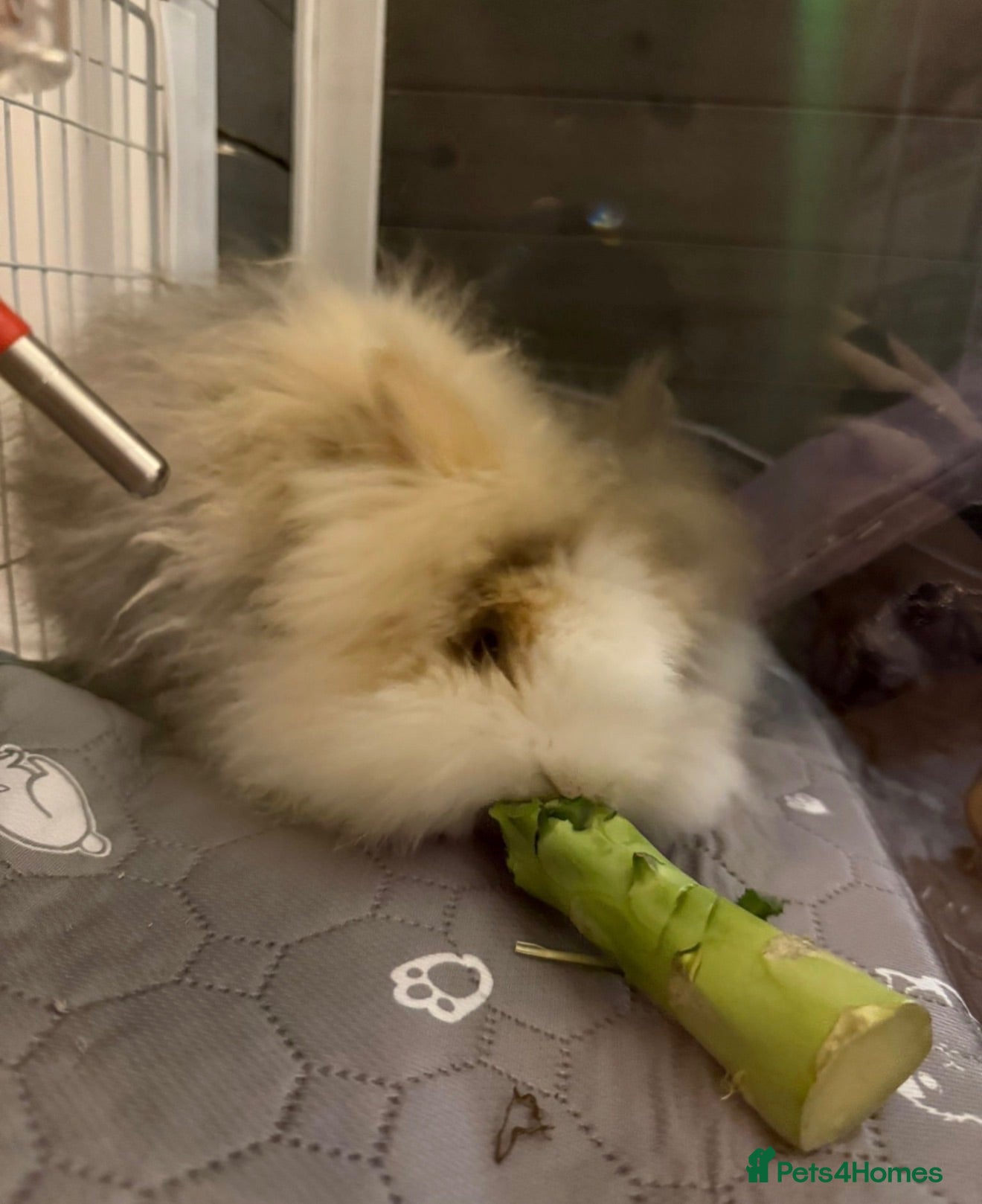 Lionhead rabbits Beautiful Female Lionhead Rabbit  - Advert 1
