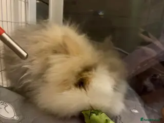 Lionhead rabbits Beautiful Female Lionhead Rabbit - Advert 1