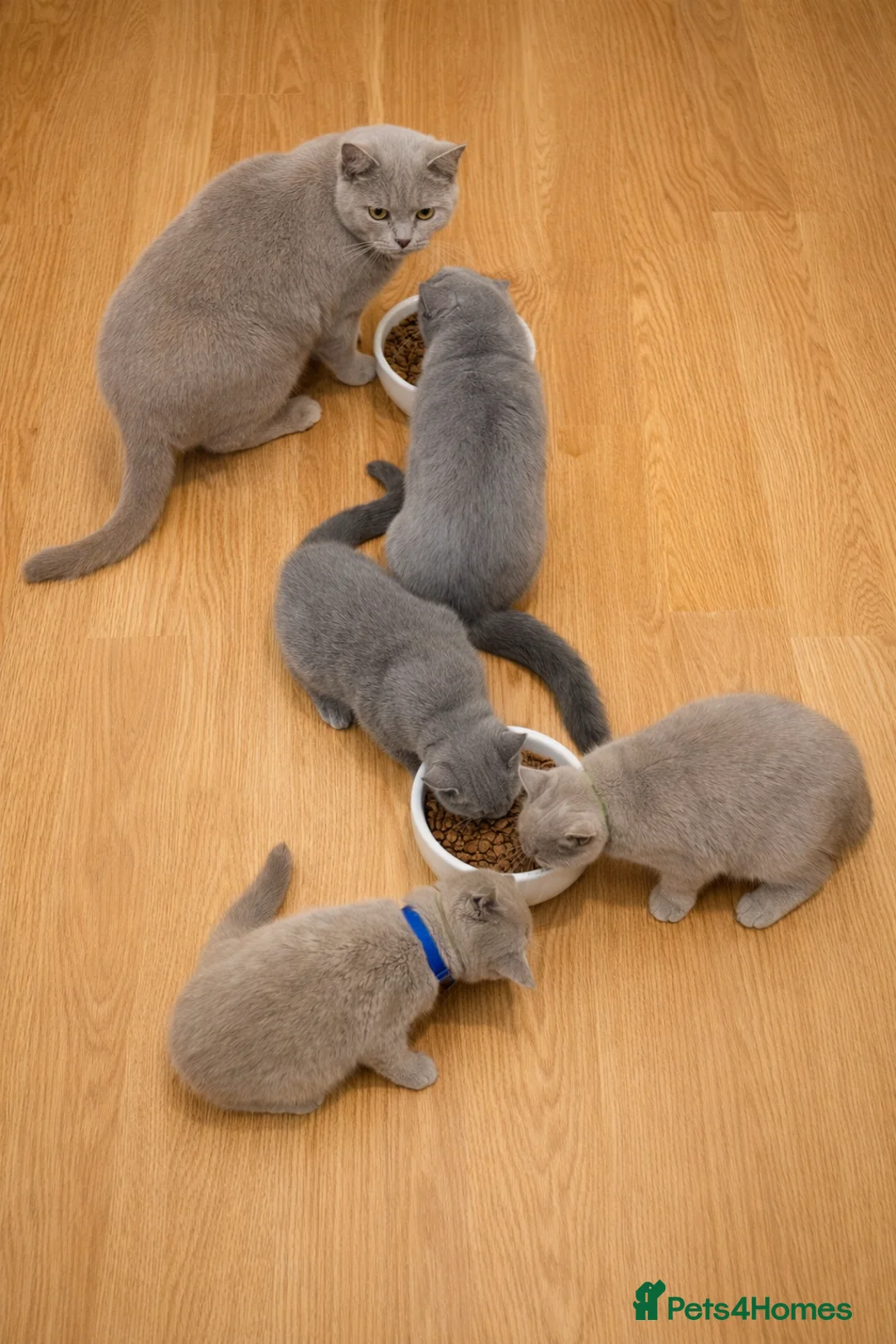 British Shorthair cats for sale: British Shorthair Kittens  – GCCF Active Parents - Advert 4