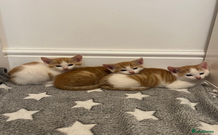 Mixed Breed cats in Cullompton - Advert 4