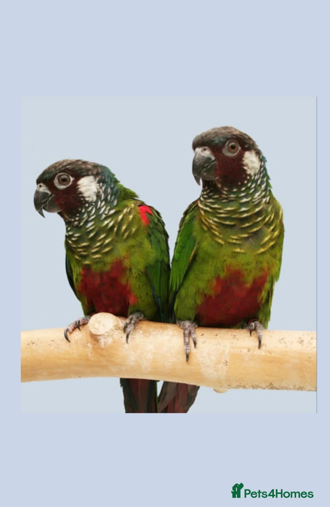 Conures birds for sale: Proven Breeding Pair of Conures - Advert 1