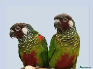 Conures birds Proven Breeding Pair of Conures - Advert 13
